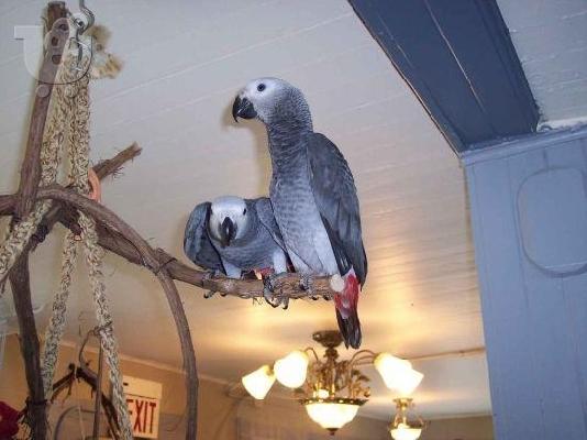 PoulaTo: όμορφο και αγάπης γκρίζοι παπαγάλοι αφρικής ψάχνει για μια αγαπημένη οικογένεια να τα πάρει.